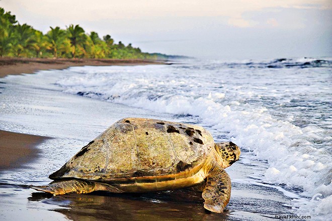 11 aventures essentielles au Costa Rica qui nous font revenir pour plus 